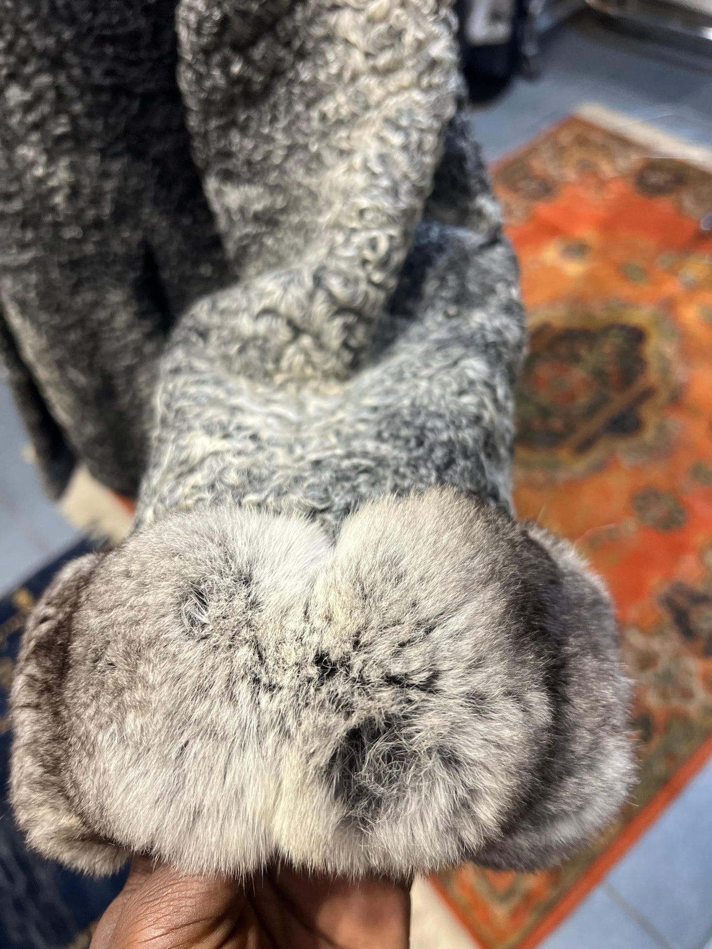 Manteau Astrakan Cincilla