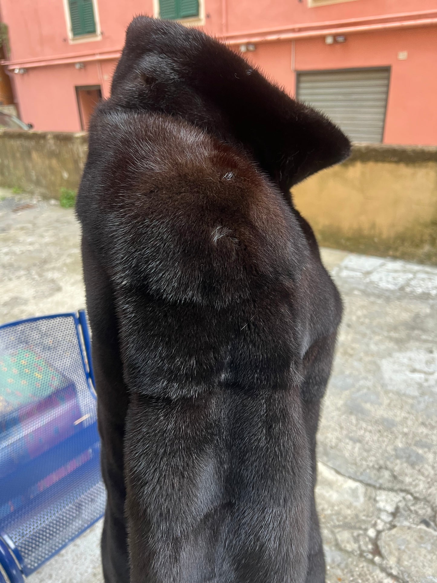 Manteau de vison foncé 2583